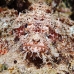 scorpionfish_papuan_nus_h_0705_png1786.jpg